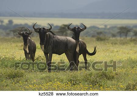 Stock Photo - three wildebeest gnus standing field yellow flowers look at camera masai mara national reserve kenya africa. Fotosearch