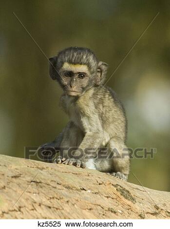tiny baby vervet monkey in tree lake nakuru national park kenya africa View Large Photo Image Stock Photography - tiny baby vervet monkey in tree lake nakuru national park kenya africa. Fotosearch