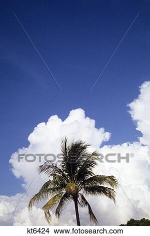 top of palm tree with clouds and blue sky in background View Large Photo Image Picture - top of palm tree with clouds and blue sky in background. Fotosearch