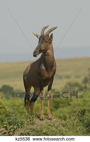 Stock Photograph - topi standing on mound masai mara national reserve kenya africa. Fotosearch