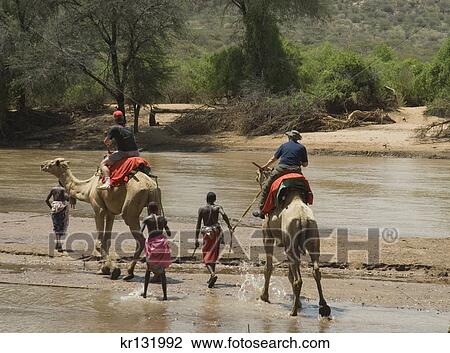 tourist riding camels across uaso nyiro river being led by native samburu in samburu national reserve kenya africa View Large Photo Image Stock Image - tourist riding camels across uaso nyiro river being led by native samburu in samburu national reserve kenya africa. Fotosearch