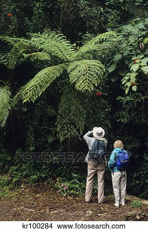 tourists bird watching in monteverde cloud forest reserve costa rica View Large Photo Image Picture - tourists bird watching in monteverde cloud forest reserve costa rica. Fotosearch