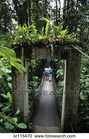 tourists on footbridge in rainforest costa rica View Large Photo Image Stock Image - tourists on footbridge in rainforest costa rica. Fotosearch