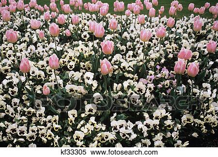 Stock Photography - tulips and pansies. Fotosearch
