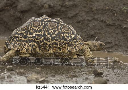 turtle walking in mud ngorongoro crater tanzania africa View Large Photo Image Stock Image - turtle walking in mud ngorongoro crater tanzania africa. Fotosearch