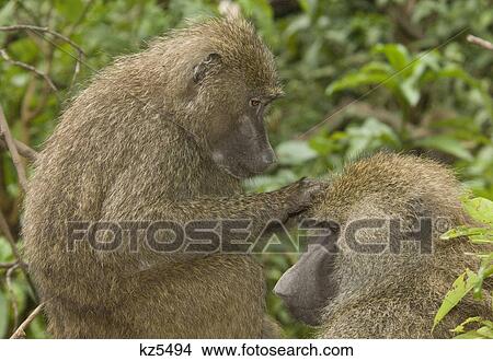 two baboons grooming one another in tree lake manyara national park tanzania africa View Large Photo Image Picture - two baboons grooming one another in tree lake manyara national park tanzania africa. Fotosearch