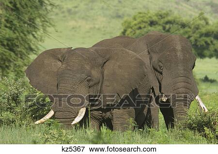 Stock Photo - two bull elephants by forest loxodonta africana ngorongoro crater tanzania africa. Fotosearch