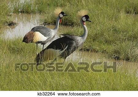 Picture - two crowned cranes in marsh amboseli national park kenya africa. Fotosearch
