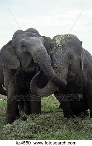 Stock Image - two elephants rubbing trunks touching. Fotosearch