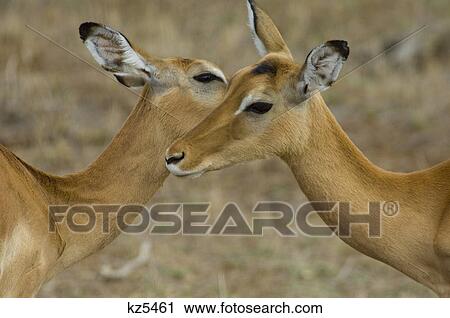 Stock Image - two gerenuk antelope head to head samburu national reserve kenya africa. Fotosearch