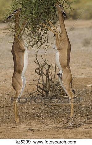 Stock Photo - two gerenuks standing on hind legs with heads in tree branches eating samburu national reserve kenya africa. Fotosearch