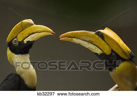 Stock Photo - two great hornbill birds beak to beak africa. Fotosearch