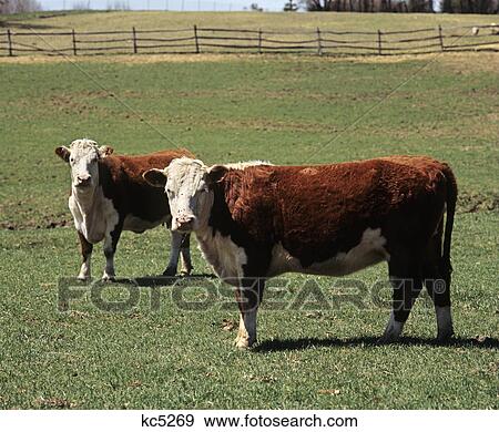 two hereford cows in field View Large Photo Image Stock Photo - two hereford cows in field. Fotosearch