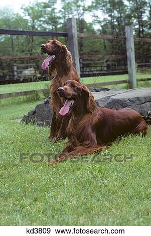 two irish setter dogs outdoors in grass View Large Photo Image Stock Photo - two irish setter dogs outdoors in grass. Fotosearch