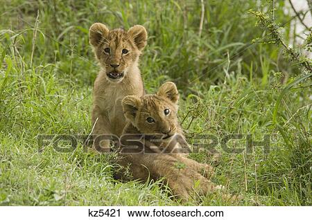 Stock Image - two lion cubs in grass looking at camera masai mara national reserve kenya africa. Fotosearch