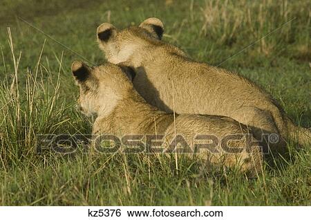 Stock Photograph - two lion cubs in grass rear view masai mara national reserve kenya africa. Fotosearch