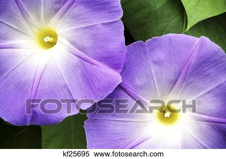 Stock Photography - two morning glory flowers. Fotosearch