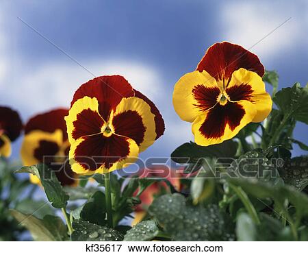 two pansies View Large Photo Image Stock Photo - two pansies. Fotosearch