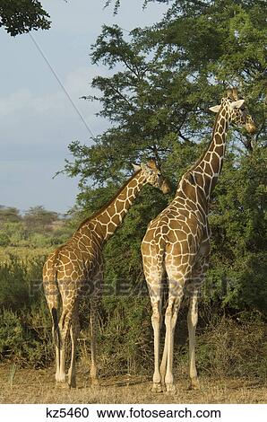 Stock Image - two reticulated giraffe rear view from behind samburu national park kenya africa. Fotosearch