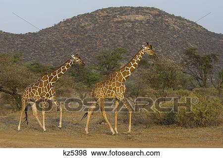 Stock Photo - two reticulated giraffes samburu national reserve kenya africa. Fotosearch