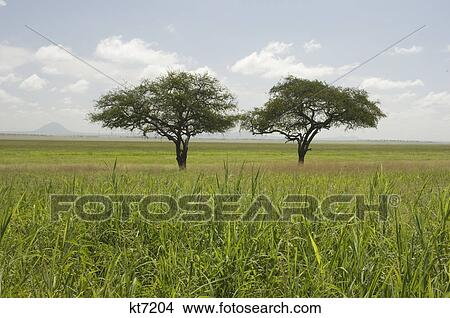 two trees in african landscape often popular with cobras tarangire national park tanzania africa View Large Photo Image Picture - two trees in african landscape often popular with cobras tarangire national park tanzania africa. Fotosearch