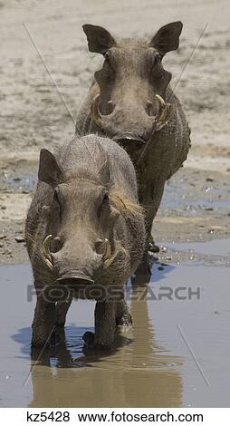 Stock Photo - two warthogs in water looking at camera ngorongoro crater tanzania africa. Fotosearch