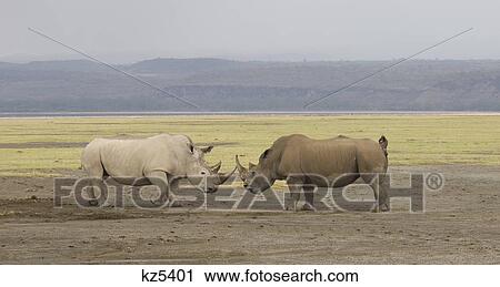 Stock Image - two white rhinos head to head lewa downs kenya africa. Fotosearch