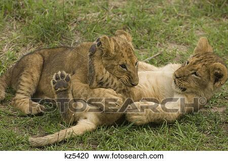 two wrestling playing lion cubs masai mara national reserve kenya africa View Large Photo Image Stock Image - two wrestling playing lion cubs masai mara national reserve kenya africa. Fotosearch