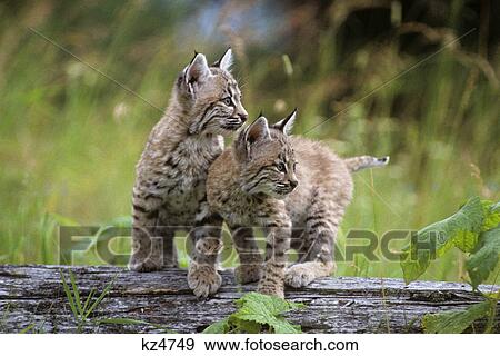 two young bobcats on log lynx rufus View Large Photo Image Stock Photo - two young bobcats on log lynx rufus. Fotosearch