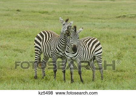 two zebra one appears to be whispering into the others ear ngorongoro crater tanzania africa View Large Photo Image Stock Photo - two zebra one appears to be whispering into the others ear ngorongoro crater tanzania africa. Fotosearch