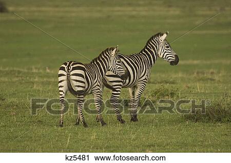 two zebras from behind looking off to the side masai mara national reserve kenya africa View Large Photo Image Stock Image - two zebras from behind looking off to the side masai mara national reserve kenya africa. Fotosearch