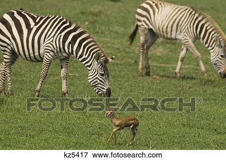 two zebras grazing baby thomson's gazelle foreground masai mara national reserve kenya africa View Large Photo Image Stock Photo - two zebras grazing baby thomson's gazelle foreground masai mara national reserve kenya africa. Fotosearch