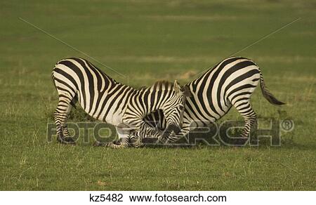 Stock Image - two zebras head to head kneeling into one another masai mara national reserve kenya africa. Fotosearch