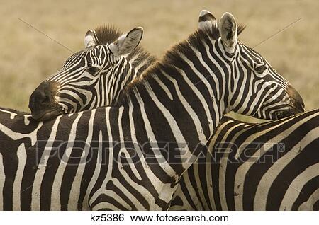 Stock Photograph - two zebras with heads resting on others back serengeti tanzania africa. Fotosearch