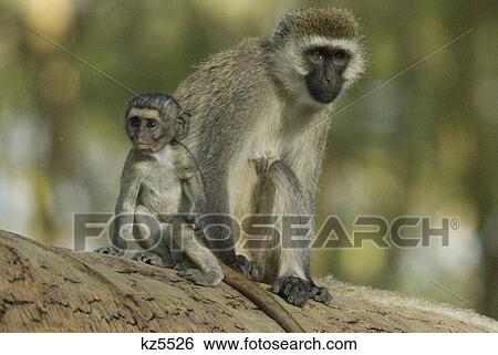 vervet monkey and baby in tree lake nakuru national park kenya africa View Large Photo Image Stock Photograph - vervet monkey and baby in tree lake nakuru national park kenya africa. Fotosearch