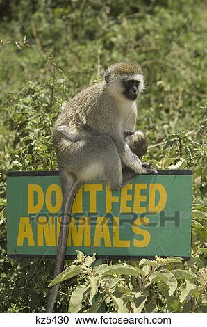 vervet monkey with young sitting on top do not feed animals sign ngorongoro crater tanzania africa View Large Photo Image Stock Image - vervet monkey with young sitting on top do not feed animals sign ngorongoro crater tanzania africa. Fotosearch