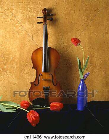 violin red tulips View Large Photo Image Stock Photograph - violin red tulips. Fotosearch