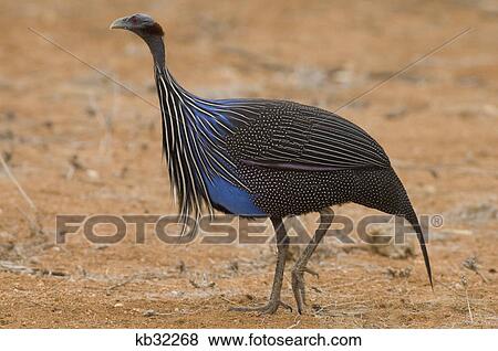 Stock Photo - vulturine guinea fowl masai mara national reserve kenya africa. Fotosearch