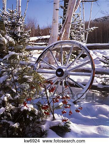 Picture - wagon wheel leaning against wooden fence by trees covered in snow winter scenic. Fotosearch