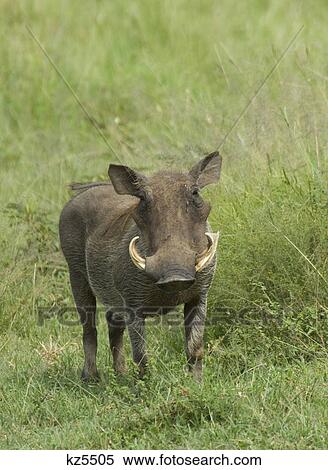 warthog in green grass serengeti national park tanzania africa View Large Photo Image Stock Photography - warthog in green grass serengeti national park tanzania africa. Fotosearch