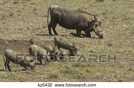 Stock Image - warthog kneeling with 5 young piglets imitating behavior ngorongoro crater tanzania africa. Fotosearch