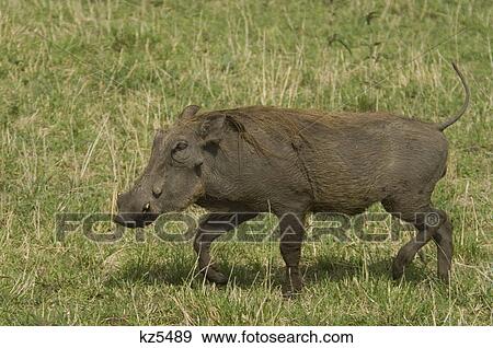 Stock Photo - warthog masai mara national reserve kenya africa. Fotosearch