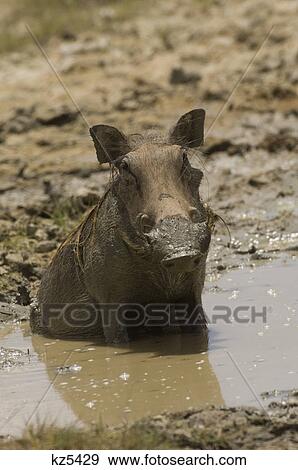 warthog sitting in mud muddy water ngorongoro crater tanzania africa View Large Photo Image Stock Photo - warthog sitting in mud muddy water ngorongoro crater tanzania africa. Fotosearch