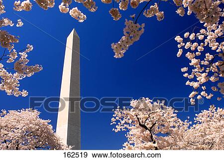 washington monument with cherry blossoms washington, dc View Large Photo Image Stock Photo - washington monument with cherry blossoms washington, dc. Fotosearch