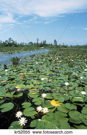 water lilies okefenokee swamp georgia View Large Photo Image Stock Photography - water lilies okefenokee swamp georgia. Fotosearch