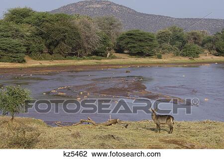 waterbuck standing by river samburu national reserve kenya africa View Large Photo Image Stock Image - waterbuck standing by river samburu national reserve kenya africa. Fotosearch
