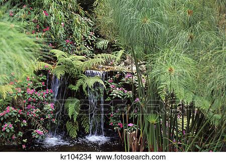 Picture - waterfall tropical plants lankester gardens cortago costa rica. Fotosearch