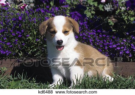 welsh corgi puppy sitting in grass in front of flowers View Large Photo Image Stock Photo - welsh corgi puppy sitting in grass in front of flowers. Fotosearch
