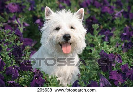 west highland terrier sitting in petunias View Large Photo Image Stock Photo - west highland terrier sitting in petunias. Fotosearch