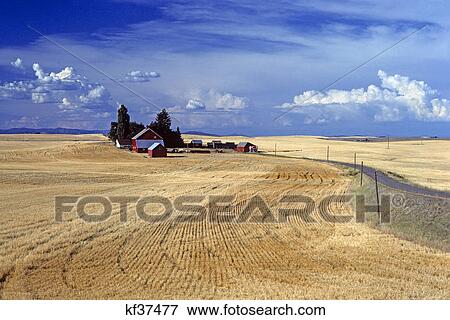 wheat farm eastern washington View Large Photo Image Stock Photo - wheat farm eastern washington. Fotosearch